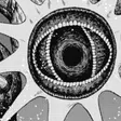Tsuchinoko
