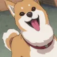 Komugi